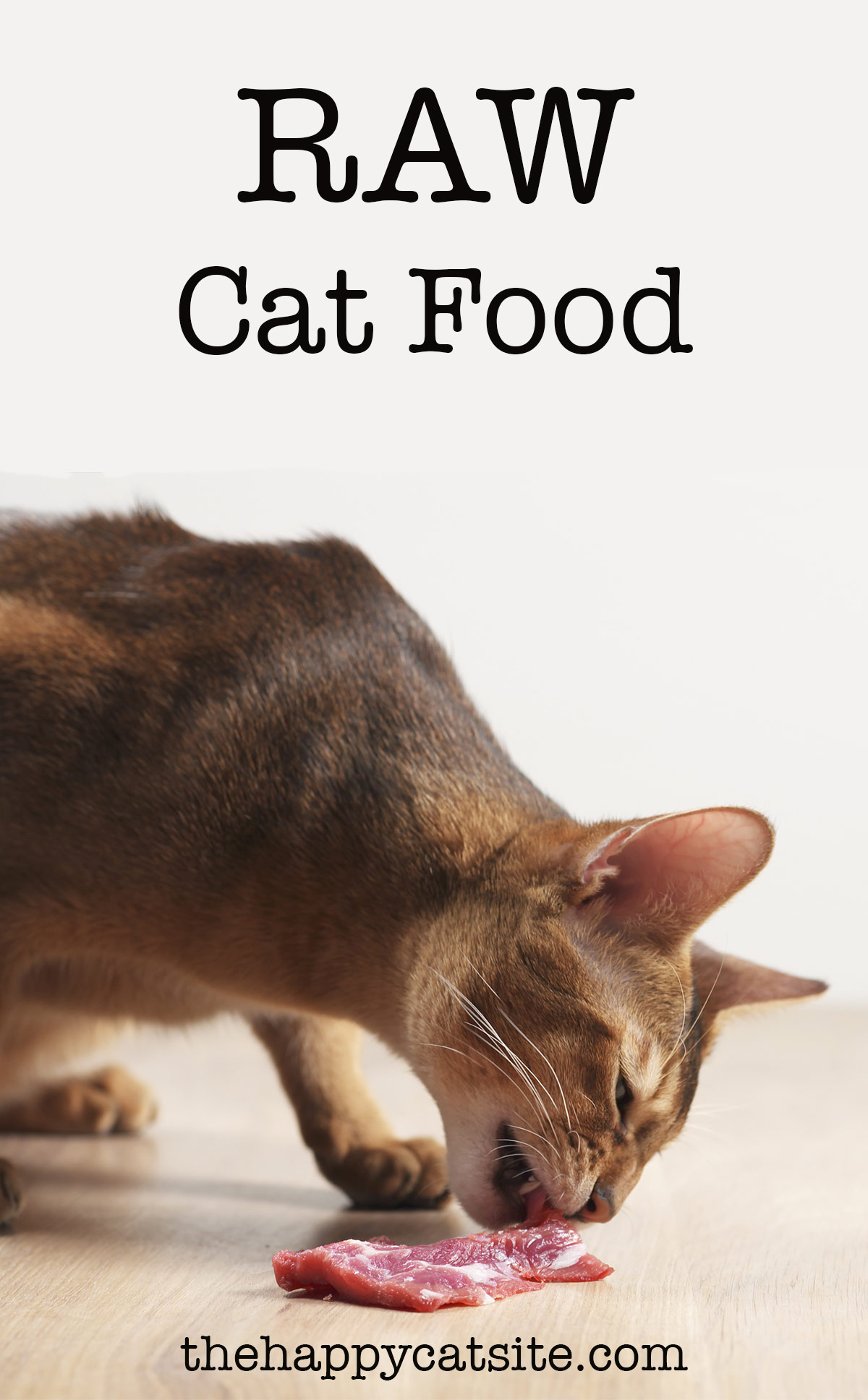 how to feed your cat a raw diet