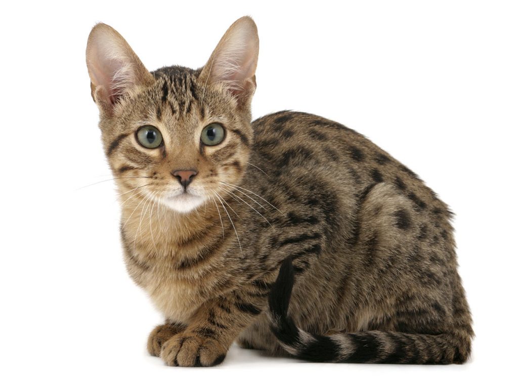 serengetti cat