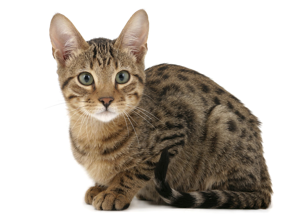 serengeti cat