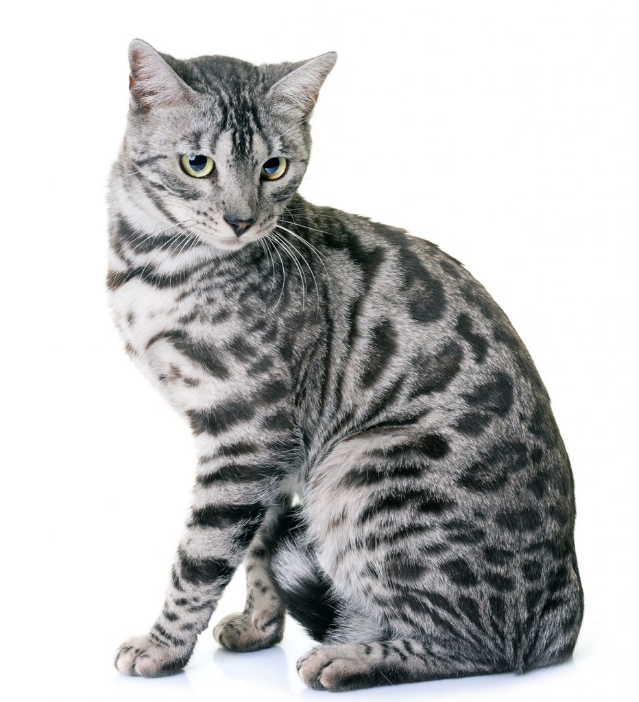 silver bengal cat names