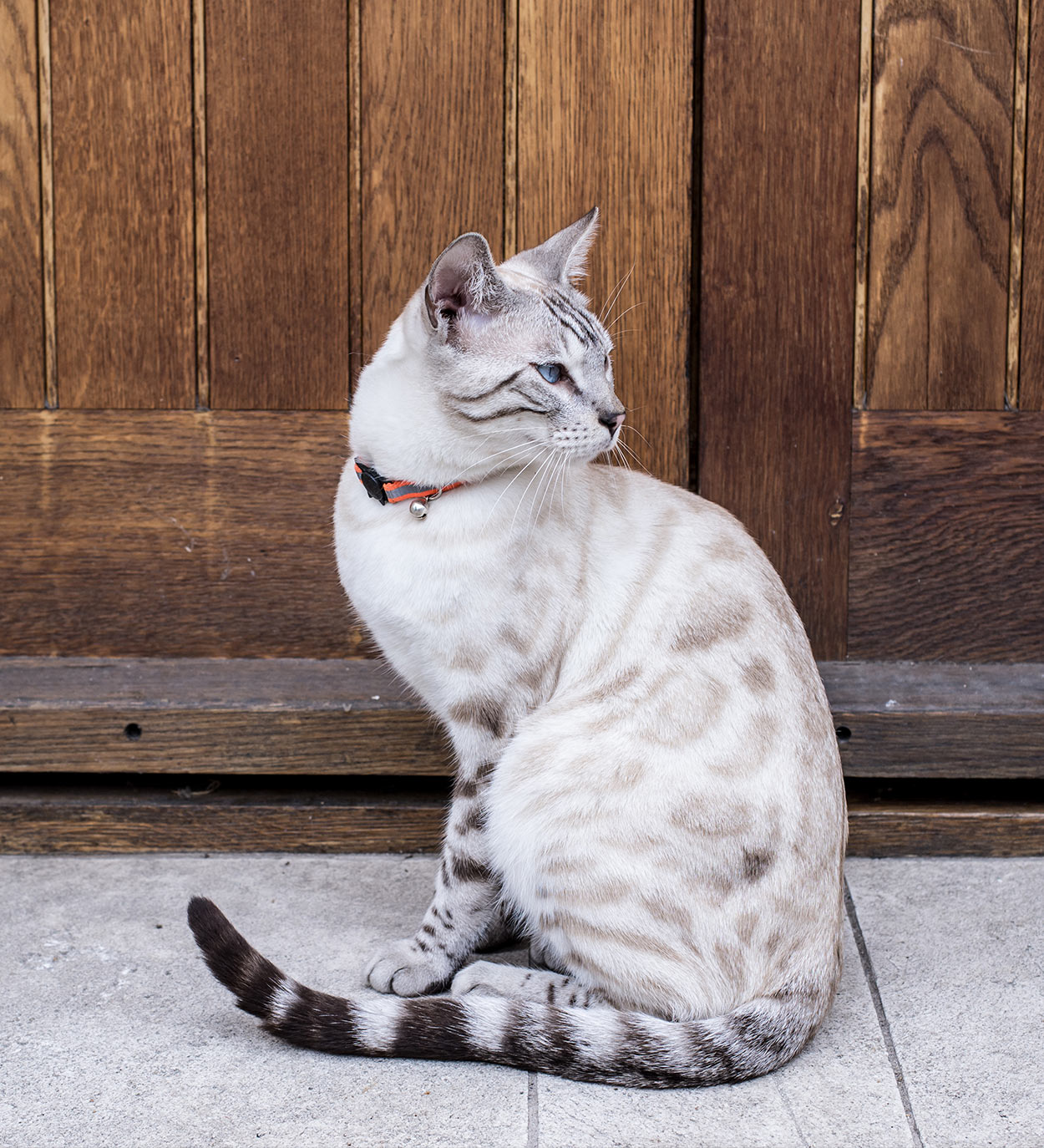 snow white bengal cat