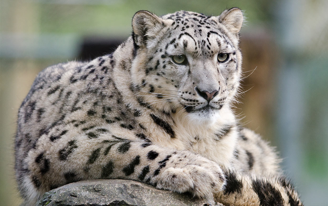 asian snow leopard cat