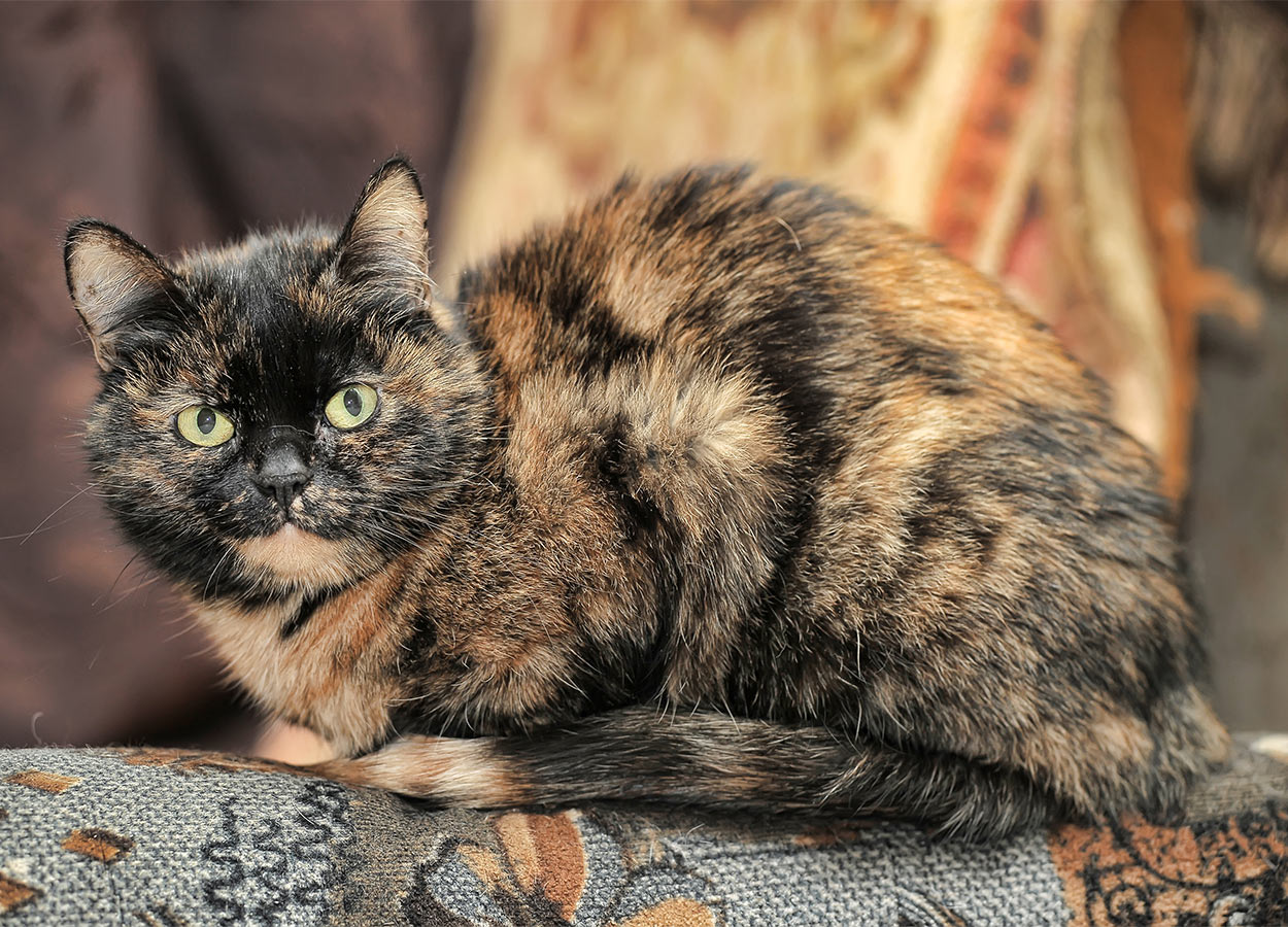 tortoiseshell cat