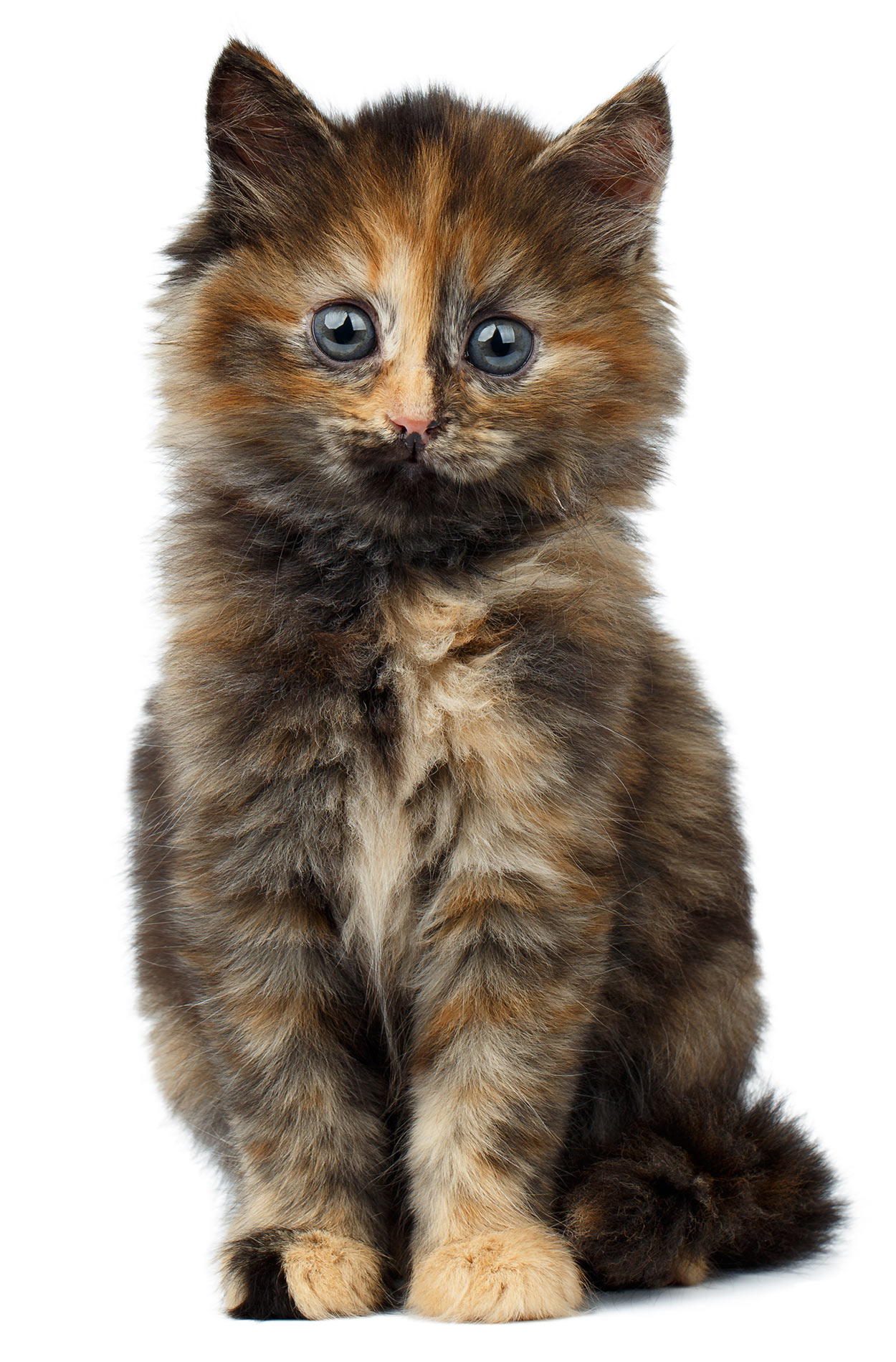 tortoiseshell and white cat with blue eyes