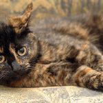 tortoiseshell cat