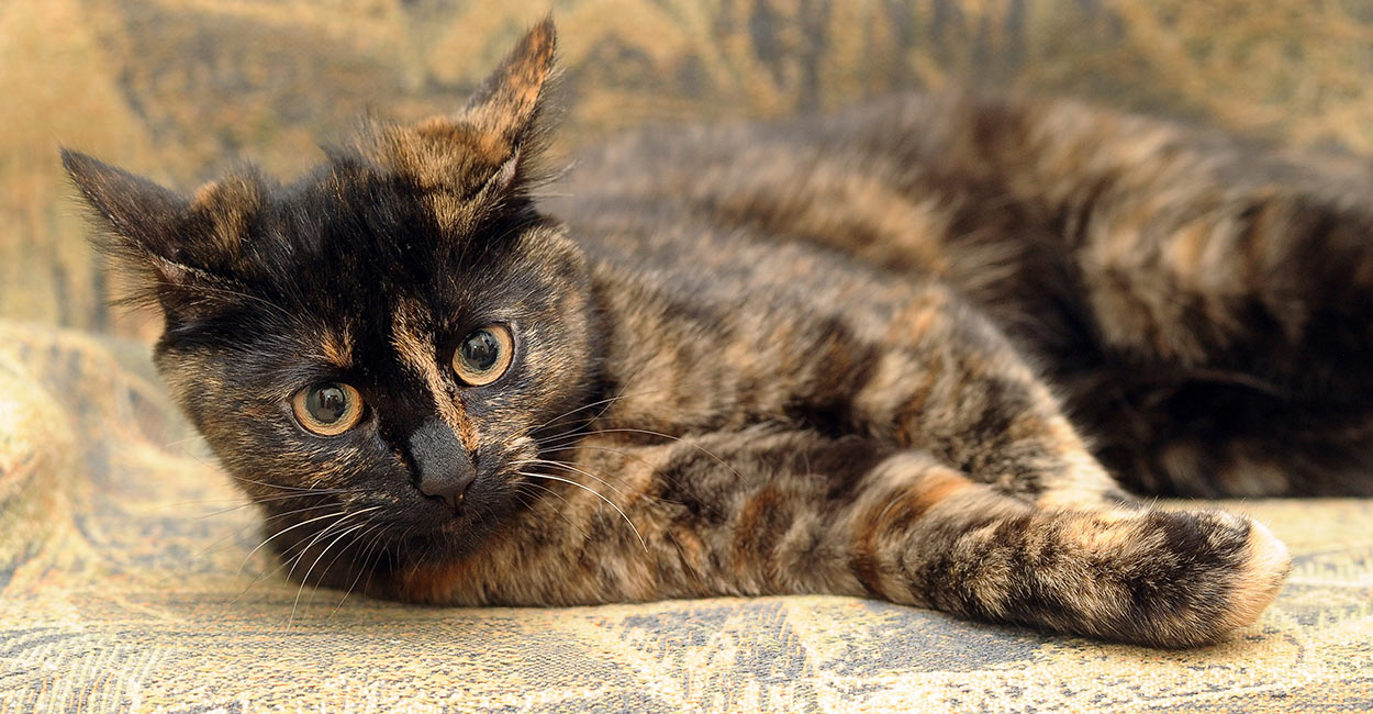 Tortoiseshell Cat Over 30 Fascinating Facts About Tortie Cats,Whats An Infant