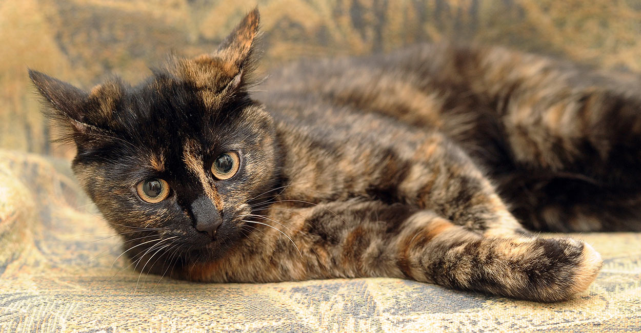 tortoiseshell cat