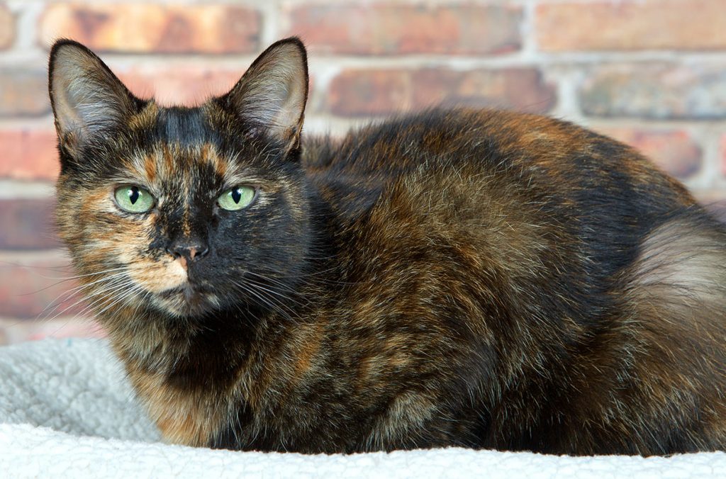 stuffed tortoiseshell cat