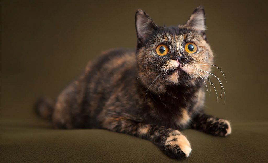 stuffed tortoiseshell cat