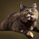 tortoiseshell cat names