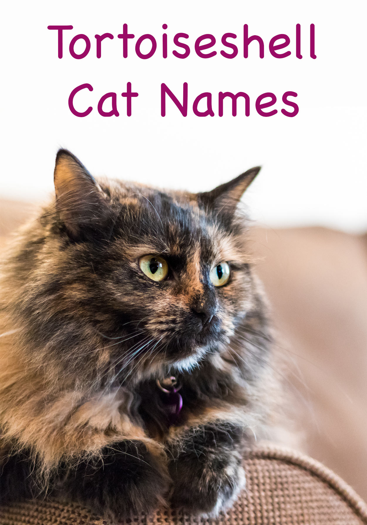 210 Terrific Tortoiseshell Cat Names - Unique, Cute And Fun Ideas