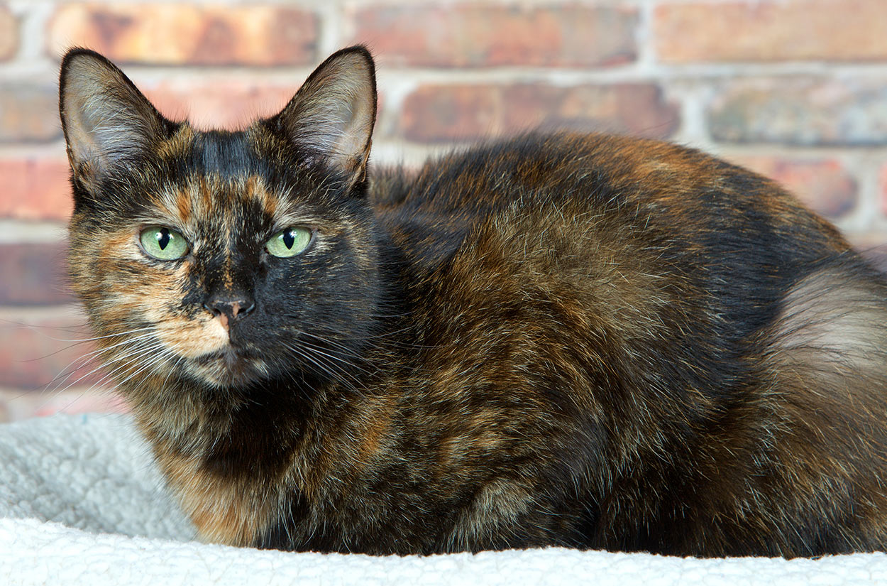 Tortoiseshell Kitten With Green Eyes