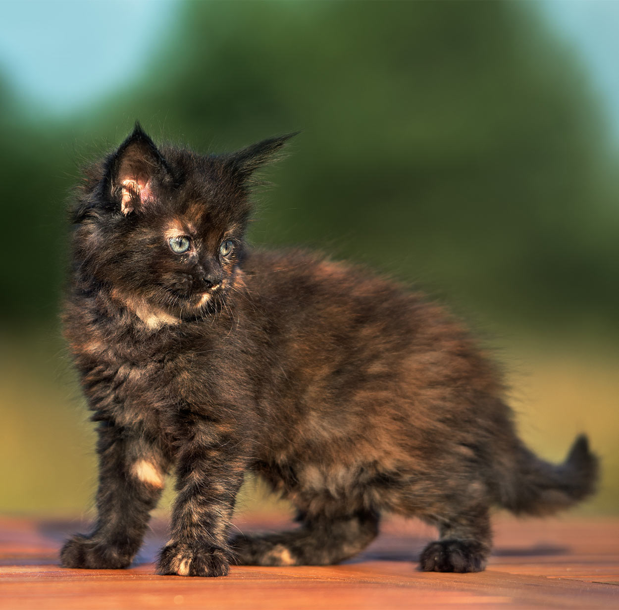 Fluffy Tortoiseshell Kitten