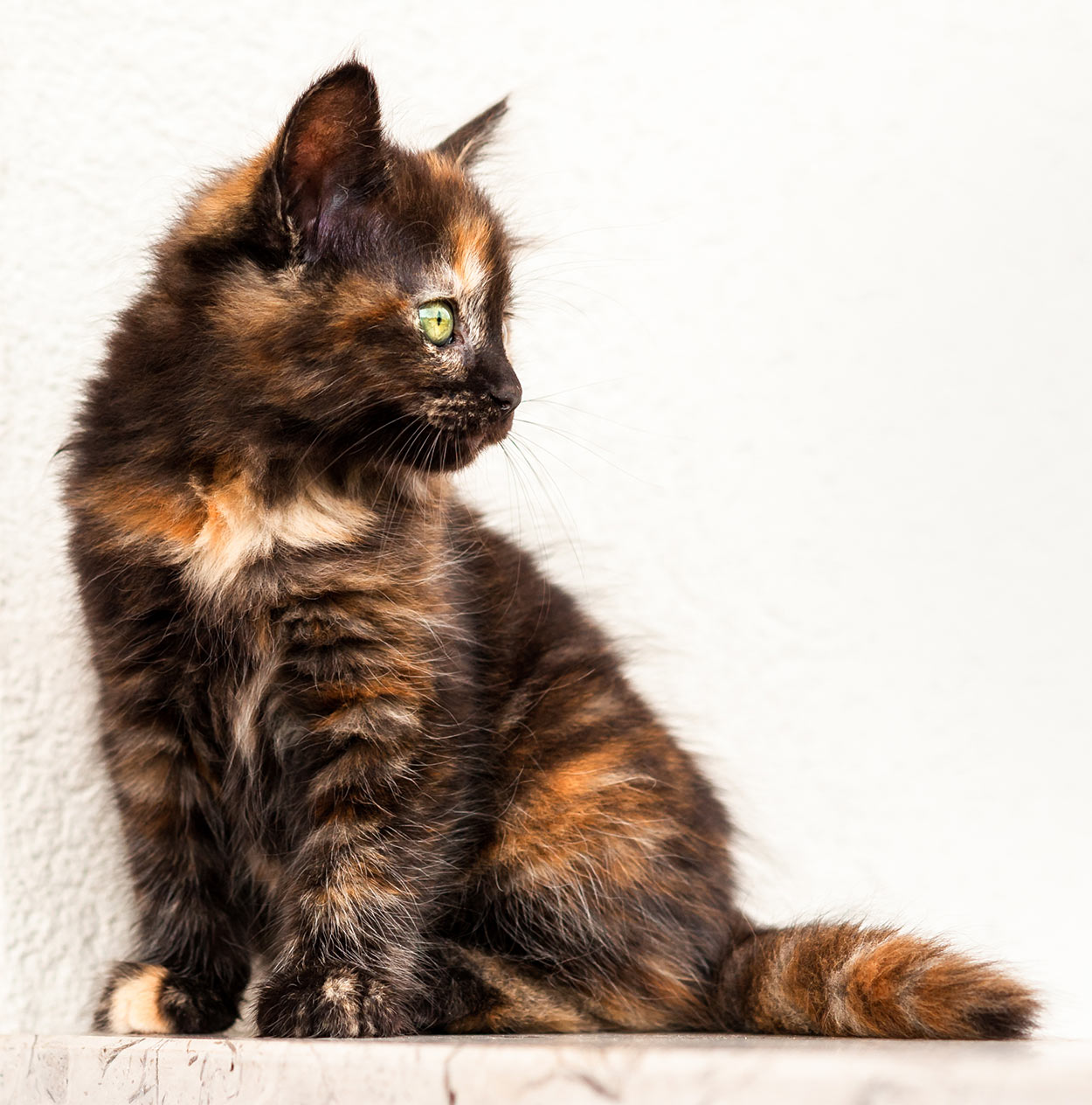 tortoiseshell kitten