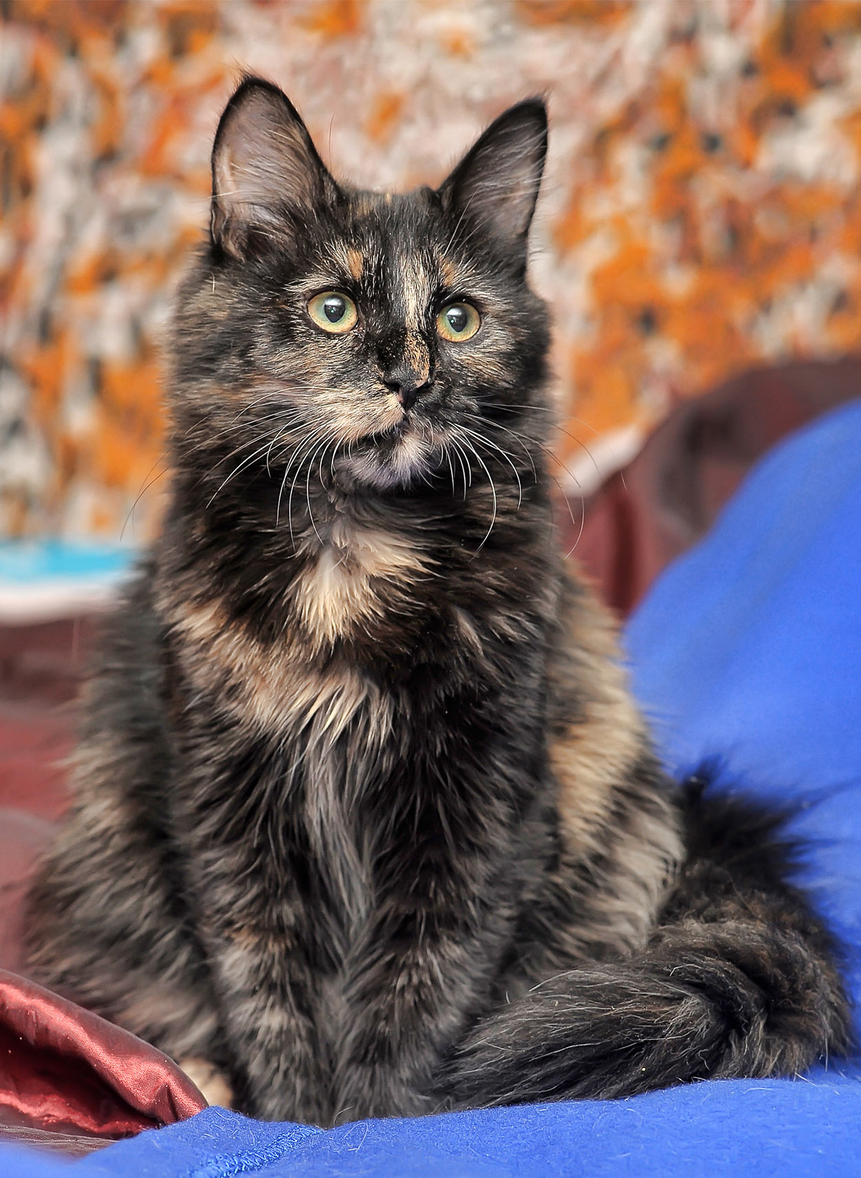 long haired tortoiseshell cat