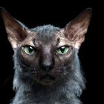 Werewolf Cat - The Lykoi Breed