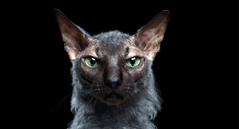 Werewolf Cat - The Lykoi Breed