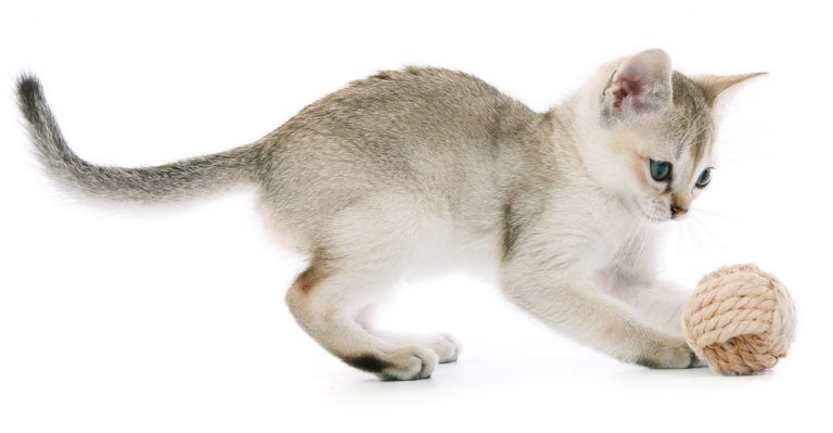 worlds smallest cat