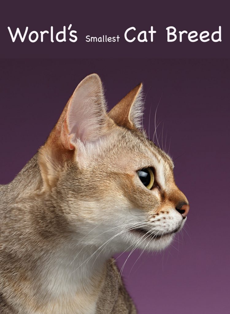 World's Smallest Cat Breeds Tiny Cute Cats, Domestic And Wild