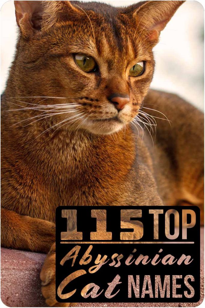 Abyssinian Cat Names 115 Beautiful Ideas