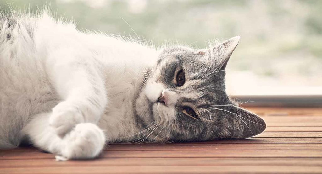 Azithromycin For Cats Dosage Chart