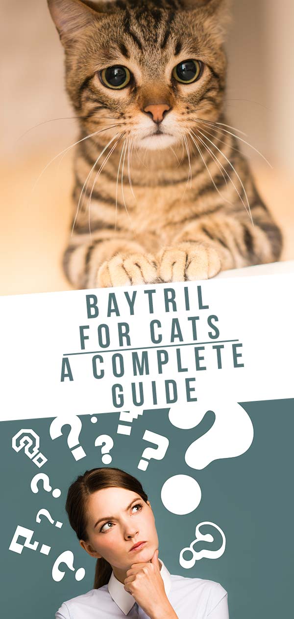 Baytril for Cats A Guide To Baytril Dosage, Uses, and Side Effects In