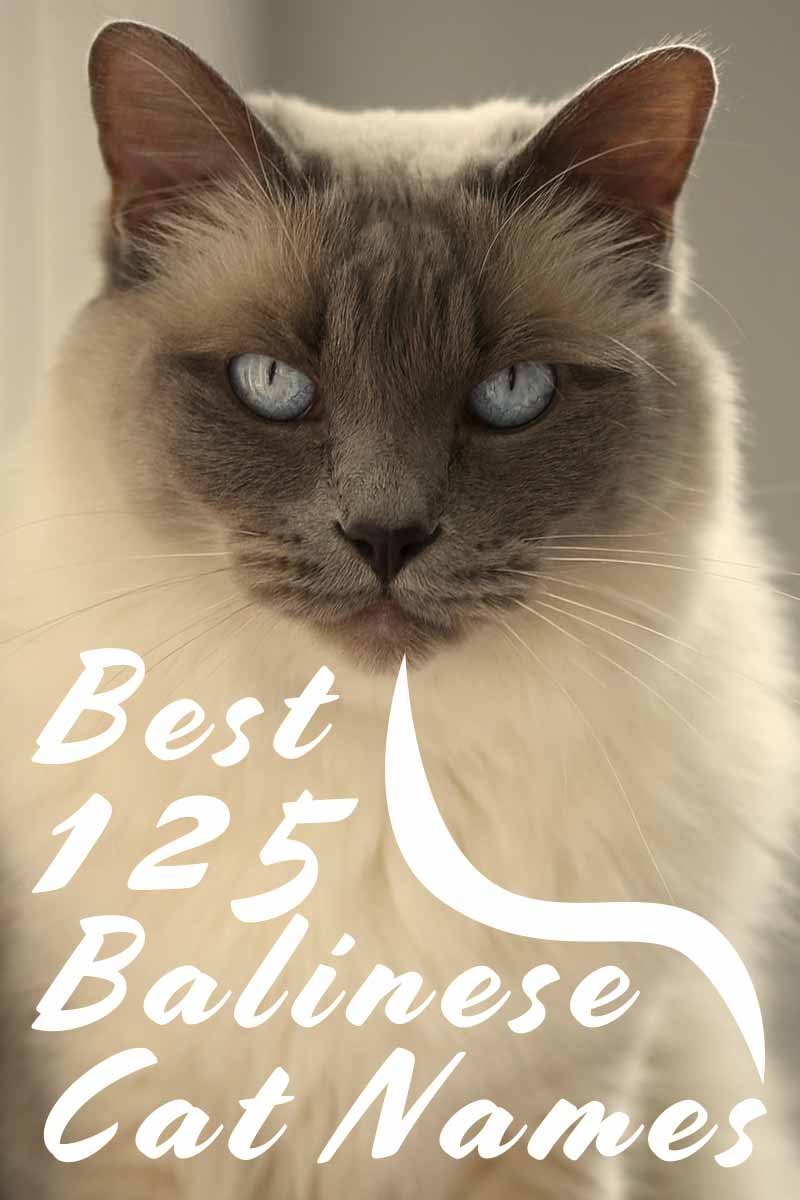 Best 125 Balinese Cat Names - Naming your cat.