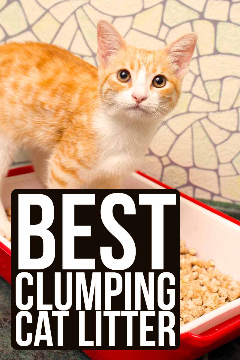 Best Clumping Cat Litter