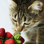 can cats eat strawberries