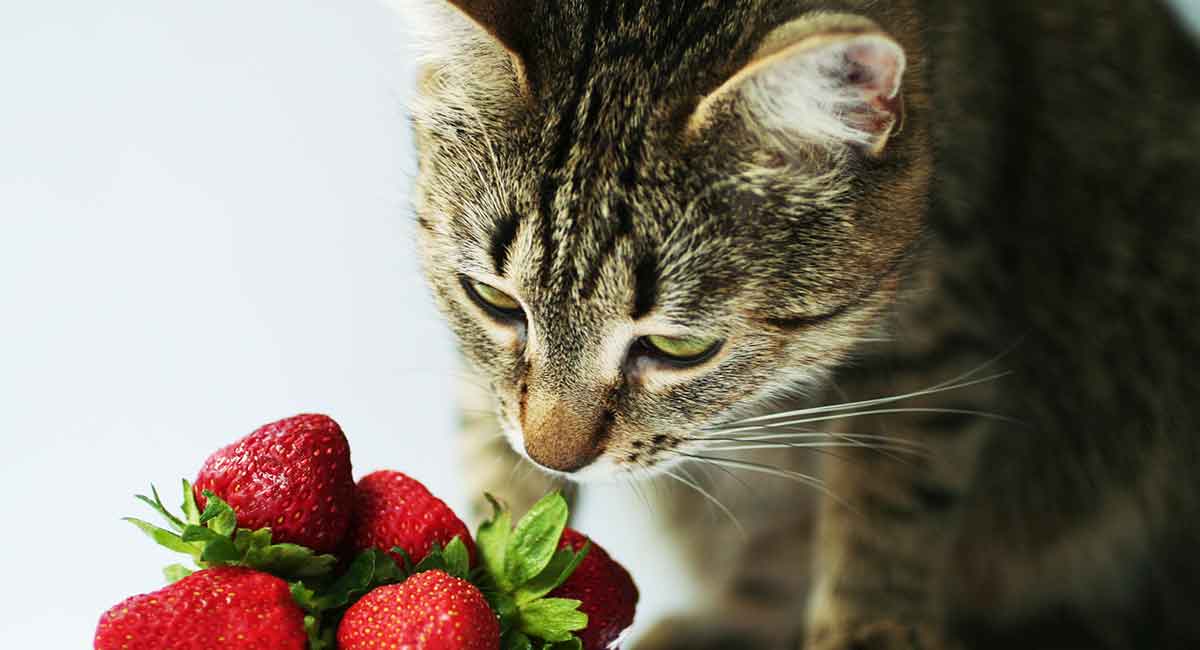 Can Cats Eat Strawberries Or Are Strawberries Bad For Cats