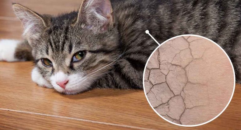 cat dry skin
