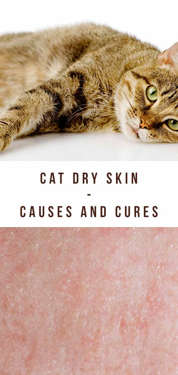 Cat Dry Skin Causes And Cures For Cat Skin Problems and Allergies