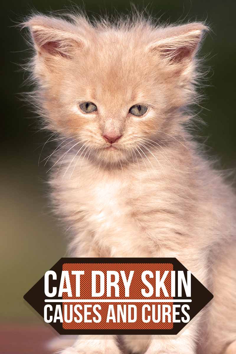 Cat Dry Skin Causes and Cures - Cat health and care information.