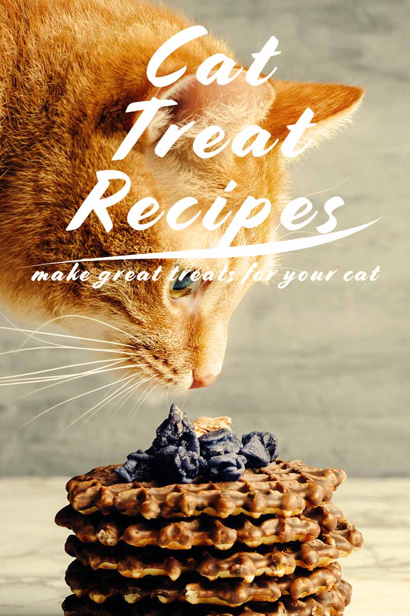 Cat treat recipes, make great treats for your cat - Home cooking for cats.