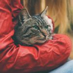 clavamox for cats