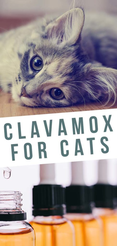Clavamox For Cats HC tall