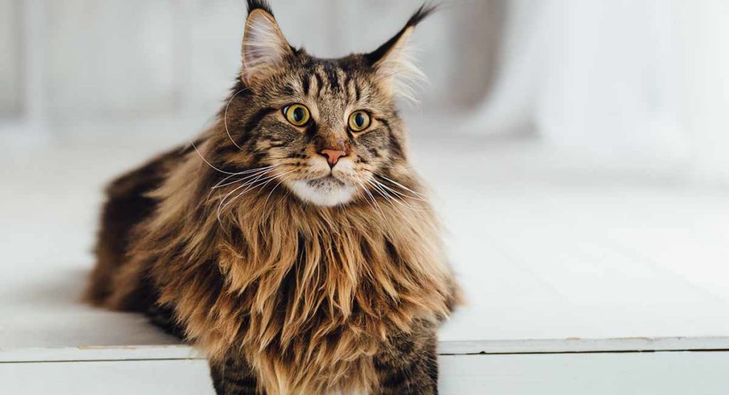 average cost of a maine coon cat