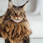 maine coon