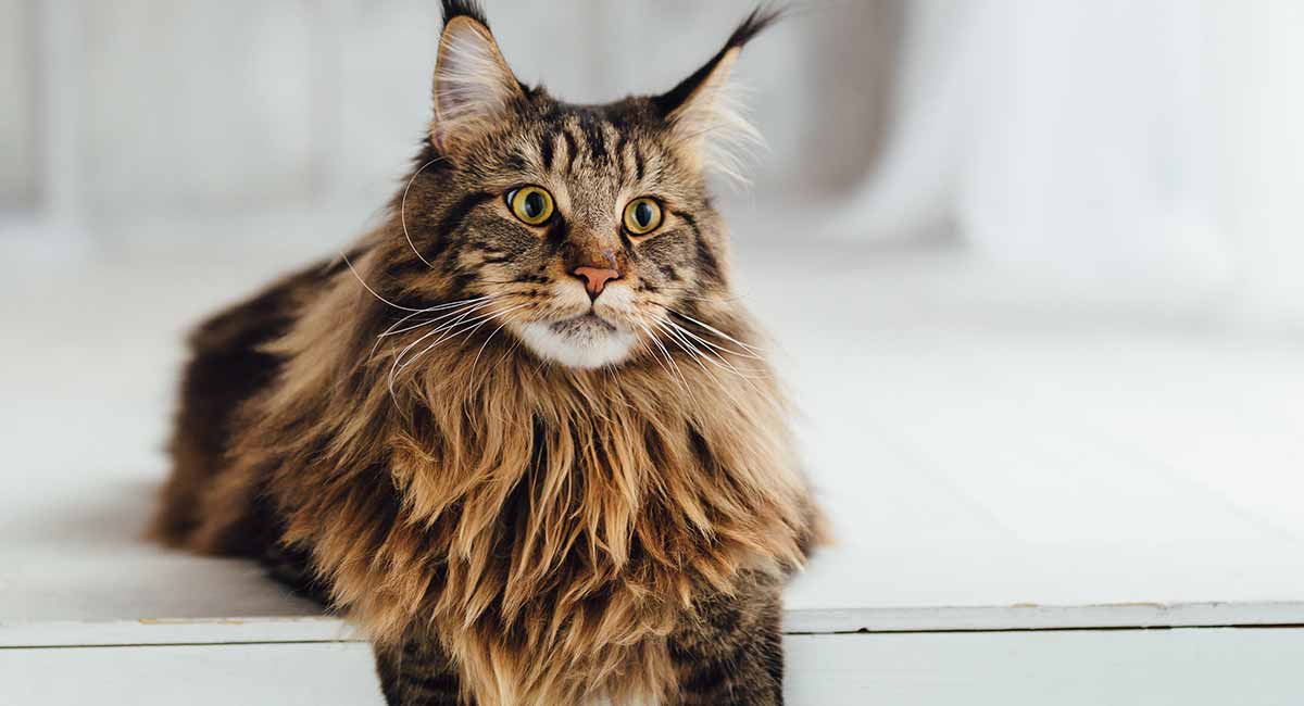 Maine Coon Cat Information Center - A Guide To The Giant Cat Breed