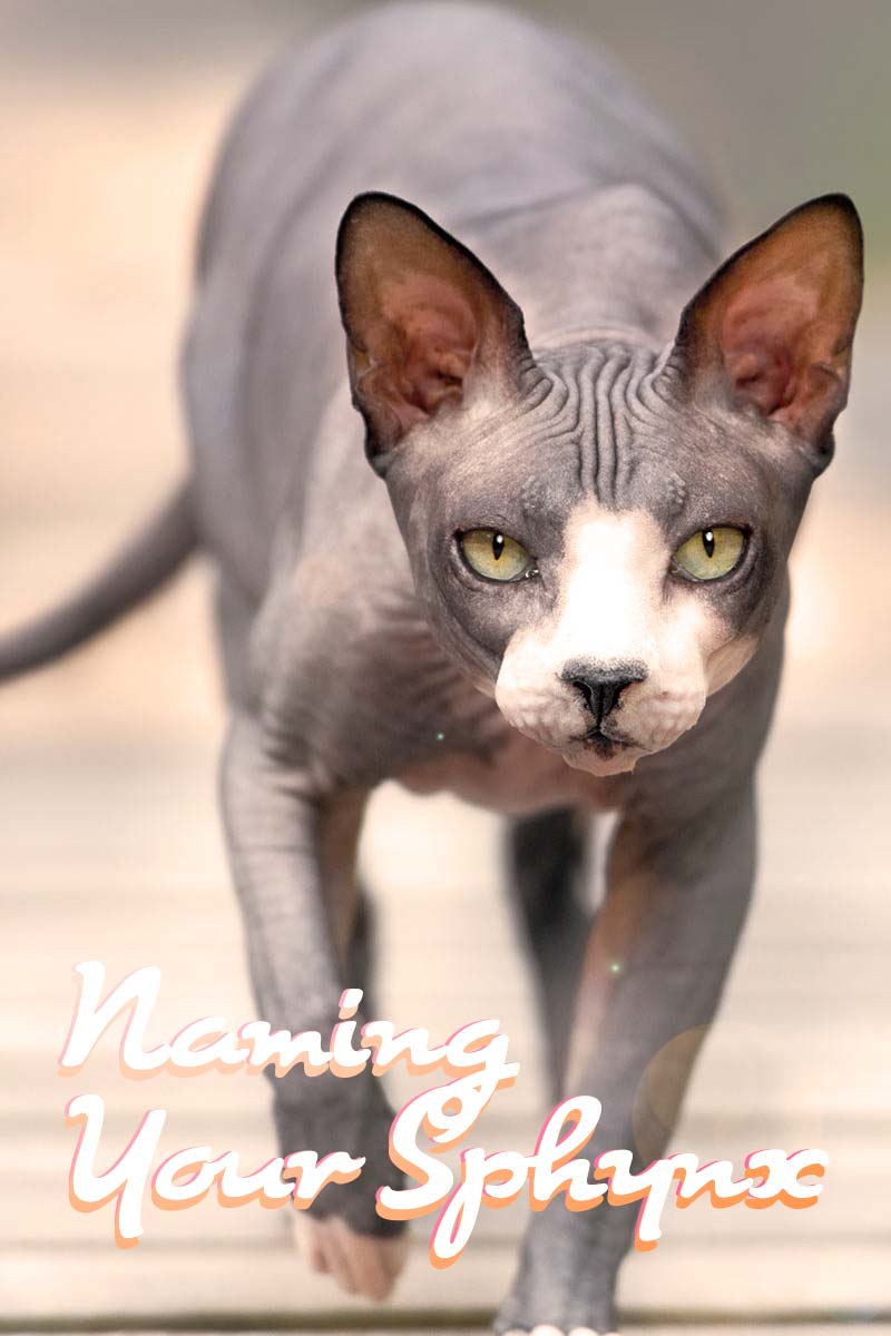 Naming your Sphynx cat - Great names for your cat.