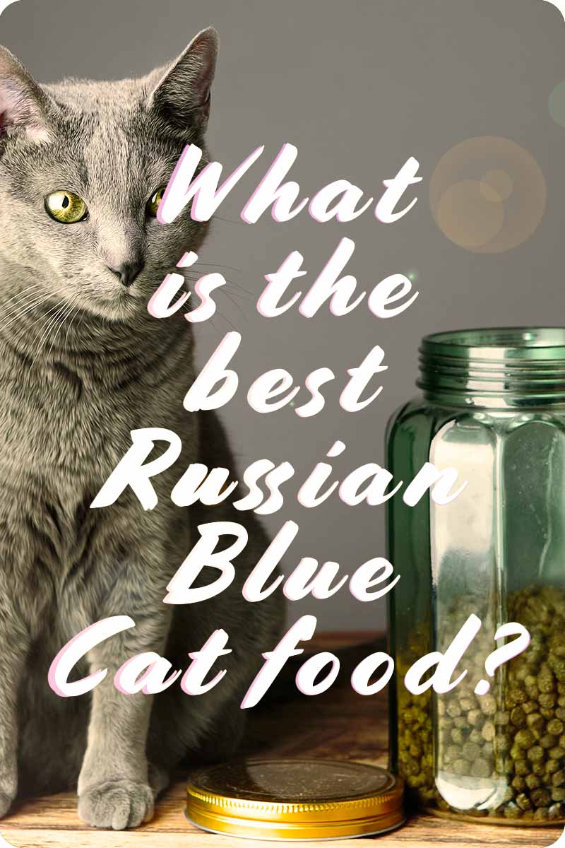 Russian Blue Cat Food