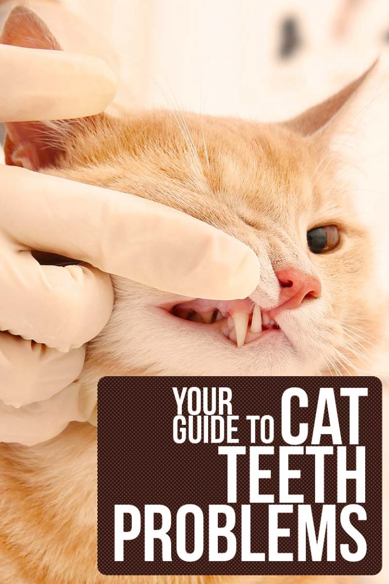 Cat Teeth Problems