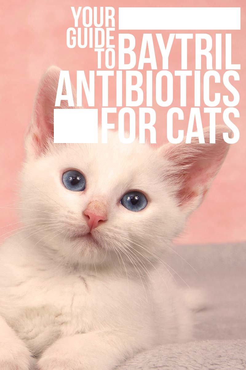 Your guide to Baytril Antibiotics for Cats -  Cat health and Care.