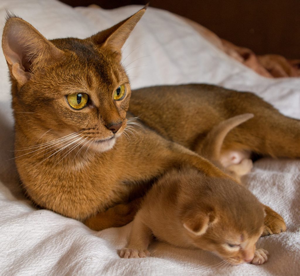 Abyssinian Cat Names 115 Beautiful Ideas