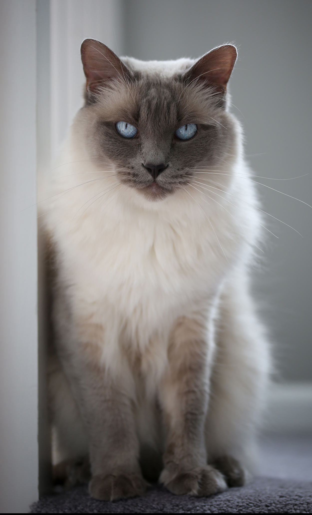 The Reasons Why We Love Balinese Cat Rescue Uk Balinese The Reasons Why We Love Balinese Cat Rescue Uk Balinese