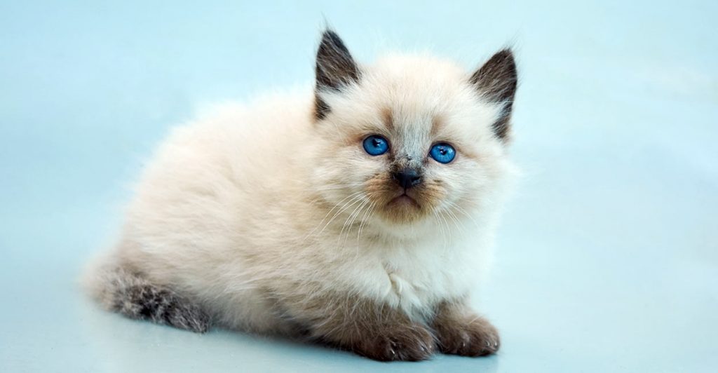 balinese cat names