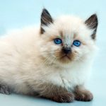 balinese cat names