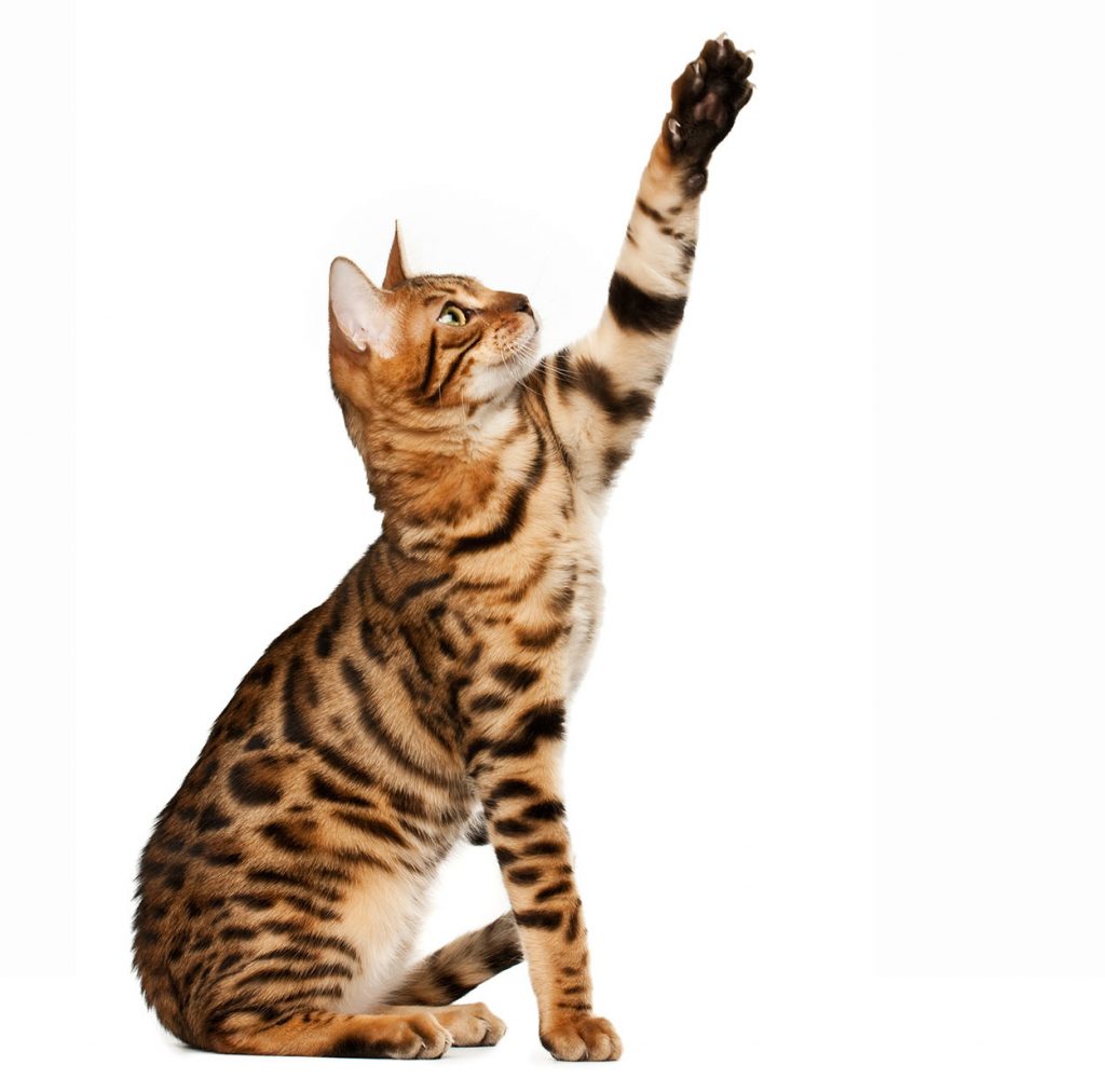 dog-like cat breeds bengal