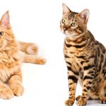 bengal maine coon mix