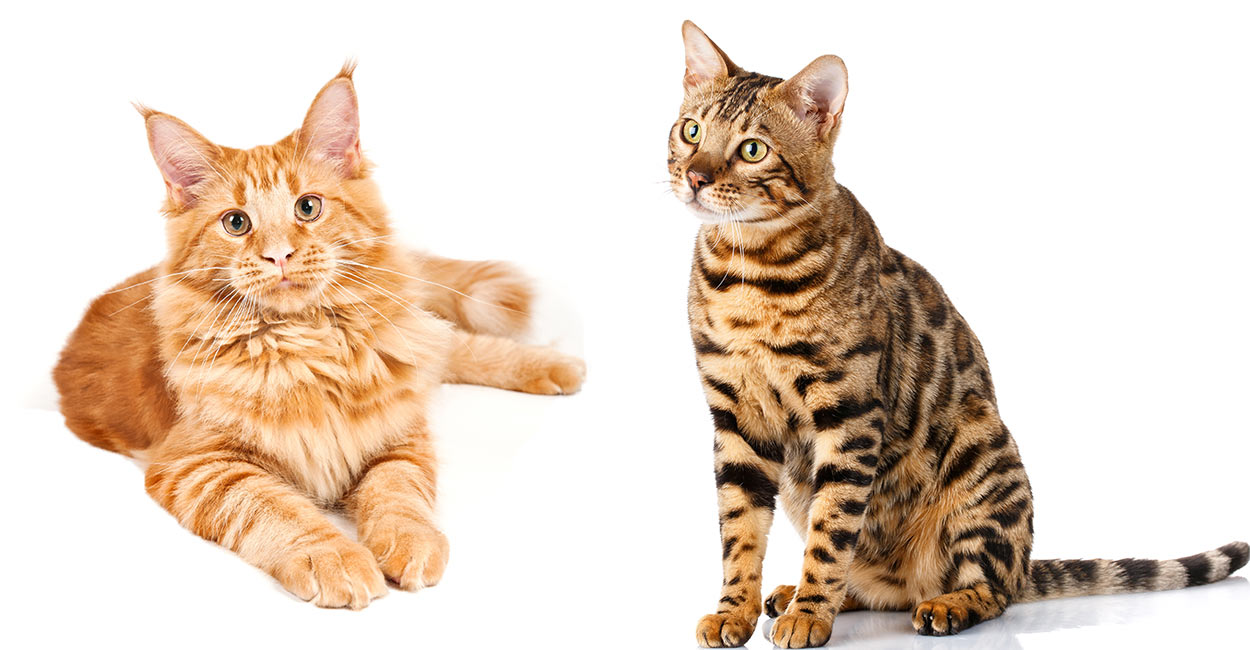 Bengal Cat Size Chart